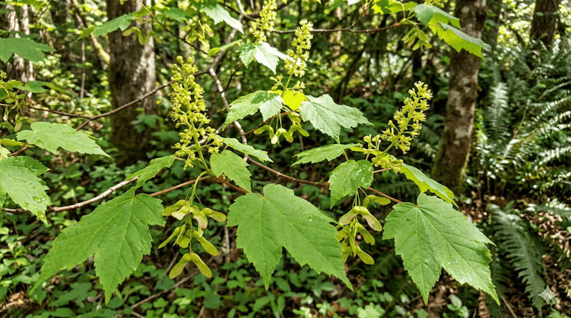 Mountain Maple